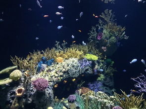 盘点上海海洋水族馆地址相关关键词有哪些