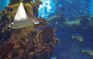 盘点上海海洋水族馆门票60相关关键词有哪些