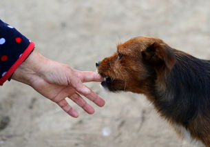 关于上海打狂犬疫苗相关关键词有哪些