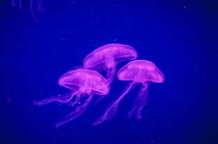 盘点上海水族馆攻略相关关键词有哪些
