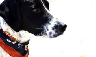 关于上海动物收容所相关关键词有哪些