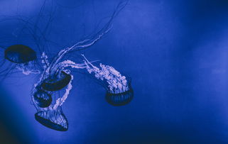 关于上海海洋水族馆表演相关关键词有哪些