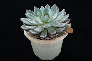 关于上海多肉植物展相关关键词有哪些 关于上海多肉植物展相关关键词有哪些