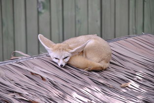 关于上海野生动物园熊猫相关关键词有哪些