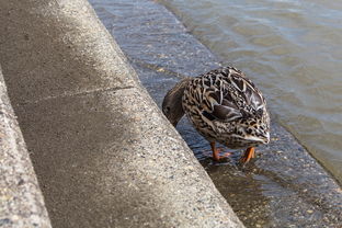 盘点上海鸭子相关关键词有哪些
