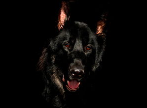 关于上海cku认证犬舍哪家相关关键词有哪些