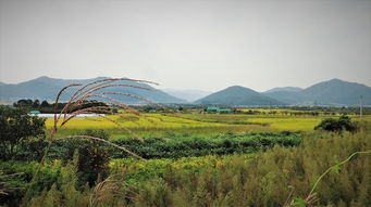 上海如何去岱山衢山岛旅游方便点