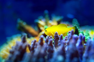 关于上海海洋水族馆票价相关关键词有哪些