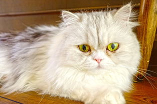 关于上海割双眼皮相关关键词有哪些