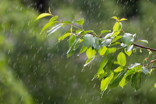 盘点上海明天天气预报几点下雨相关关键词有哪些