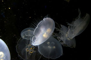 关于上海海洋水族馆 年卡相关关键词有哪些