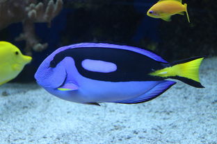 盘点上海海洋水族馆时间相关关键词有哪些