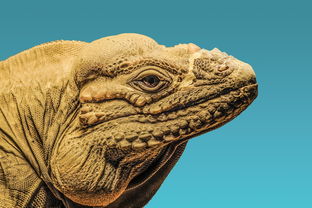 盘点上海野生动物园天气相关关键词有哪些 盘点上海野生动物园天气相关关键词有哪些