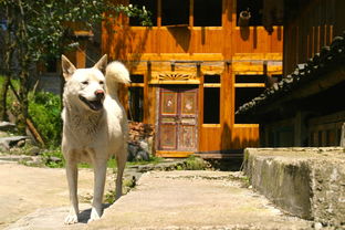 关于上海野生动物保护协会相关关键词有哪些