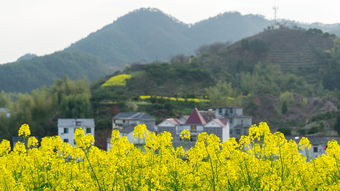 关于上海周边油菜花相关关键词有哪些