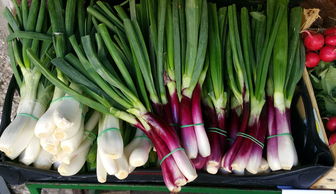 关于上海菜篮子相关关键词有哪些