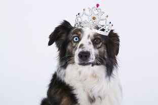 盘点训犬 上海相关关键词有哪些