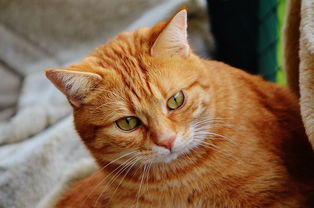 盘点上海猫脸老太太相关关键词有哪些