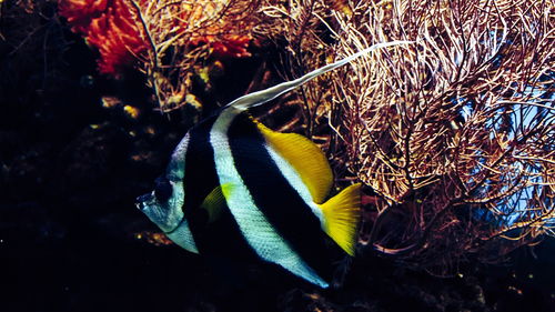 关于上海海洋水族馆人多吗相关关键词有哪些