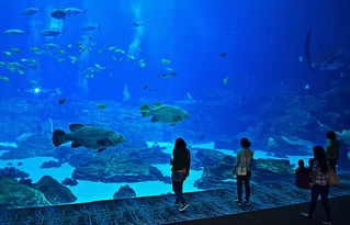 关于上海海洋水族馆游记相关关键词有哪些