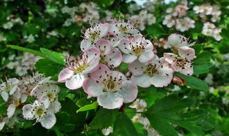 盘点上海花卉展相关关键词有哪些