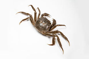 关于大闸蟹 上海相关关键词有哪些